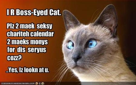 boss-eyed-cat